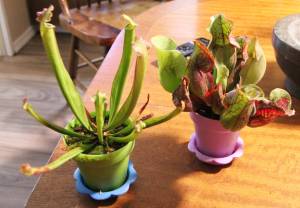 Two different species of pitcher plants grown by Christian and Elanore Lass. (Patrick Davies photo - 100 Mile Free Press)