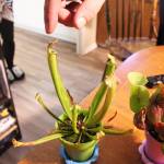Christian Lass shows how a trumpet pitcher plant works. (Patrick Davies photo - 100 Mile Free Press)