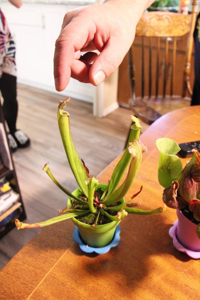 Christian Lass shows how a trumpet pitcher plant works. (Patrick Davies photo - 100 Mile Free Press)