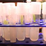 Butterwort being grown in test tubes by Christian and Elanore Lass. (Patrick Davies photo - 100 Mile Free Press)