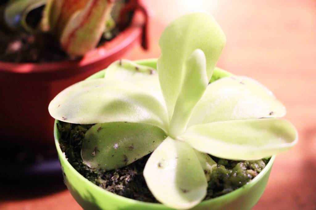 A butterwort grown by Christian and Elanore Lass. (Patrick Davies photo - 100 Mile Free Press)