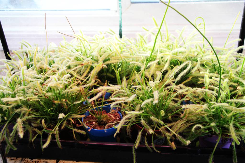 Mature sundew plants growing in Christian and Elanore Lass&rsquo;s greenhouse. (Patrick Davies photo - 100 Mile Free Press)
