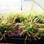 Mature sundew plants growing in Christian and Elanore Lass&rsquo;s greenhouse. (Patrick Davies photo - 100 Mile Free Press)