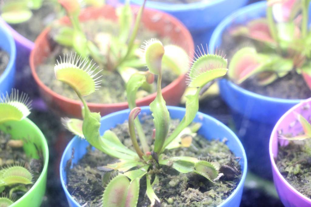 Venus flytraps sprout from some clippings of sphagnum. (Patrick Davies photo - 100 Mile Free Press)