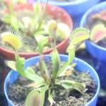 Venus flytraps sprout from some clippings of sphagnum. (Patrick Davies photo - 100 Mile Free Press)