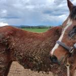 Three horses in distress had to be euthanized from Armstrong in 2024. (BC SPCA photo)