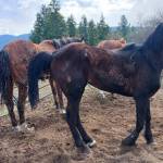 Three horses in distress had to be euthanized from Armstrong in 2024. (BC SPCA photo)