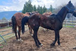 Three horses in distress had to be euthanized from Armstrong in 2024. (BC SPCA photo)