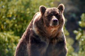 BC Conservation Officer Service confirms that a grizzly bear has been captured in Bella Coola after Nov. 20 incident. (Black Press file)