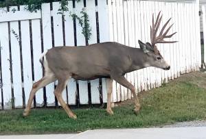 The province is collecting chronic wasting disease samples by culling urban deer in Cranbrook and Kimberley from Feb. 18-28. (Barry Coulter/Cranbrook Townsman)