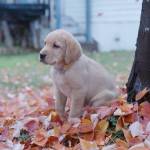 A puppy featured in Call of the Wild, a Revelstoke series released by Celine Rytz on Tuesday, Nov. 25. (Image courtesy Backcountry Aid + Rescue Kit/YouTube)