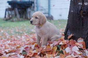 A puppy featured in Call of the Wild, a Revelstoke series released by Celine Rytz on Tuesday, Nov. 25. (Image courtesy Backcountry Aid + Rescue Kit/YouTube)