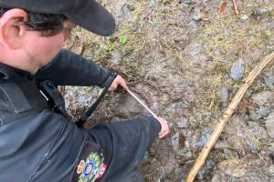 A Conservation officer measures the paw print of a bear in a photo shared by the B.C. Conservation Officer Service Saturday, Nov. 22, 2025. The COS has captured a second bear in the wake of a Bella Coola grizzly attack that occurred on Nov. 20. (COS photo)