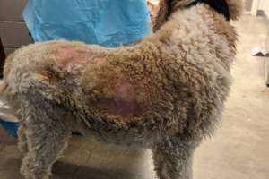 Clearwater breeder Bonnie Milligan pleaded guilty to a charge of causing distress to animals and was sentenced to one year of probation on Friday, Nov. 21, 2025. A total of 32 dogs were taken in by the BC SPCA from poor conditions at Milligan&rsquo;s property in February 2024. (BC SPCA photo)