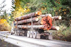 A logging truck hauls old-growth trees, including a giant red ceder, along the shores of Lake Cowichan. (TJ Watt/Ancient Forest Alliance)