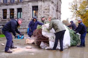 On the morning of Nov. 26, a group of lumberjacks and legislative staff worked together to unload a 30-foot-tall grand fir from a trailer into the capital building&rsquo;s lower rotunda. (Olivier Laurin/Victoria News)