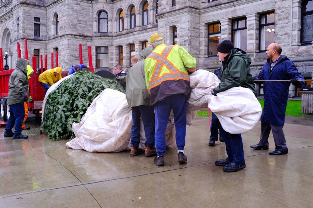 On the morning of Nov. 26, a group of lumberjacks and legislative staff worked together to unload a 30-foot-tall grand fir from a trailer into the capital building&rsquo;s lower rotunda. (Olivier Laurin/Victoria News)