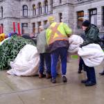 On the morning of Nov. 26, a group of lumberjacks and legislative staff worked together to unload a 30-foot-tall grand fir from a trailer into the capital building&rsquo;s lower rotunda. (Olivier Laurin/Victoria News)