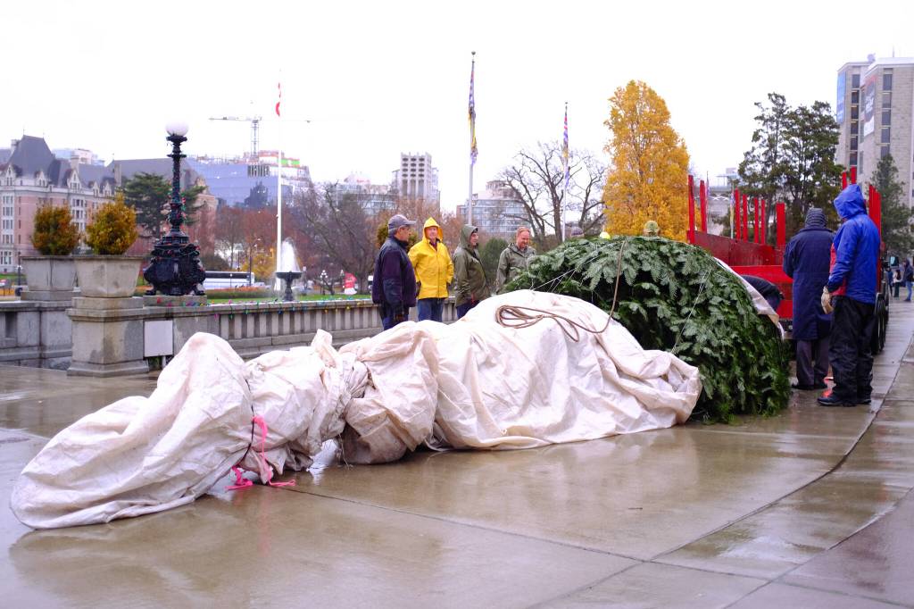 On the morning of Nov. 26, a group of lumberjacks and legislative staff worked together to unload a 30-foot-tall grand fir from a trailer into the capital building&rsquo;s lower rotunda. (Olivier Laurin/Victoria News)