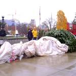 On the morning of Nov. 26, a group of lumberjacks and legislative staff worked together to unload a 30-foot-tall grand fir from a trailer into the capital building&rsquo;s lower rotunda. (Olivier Laurin/Victoria News)