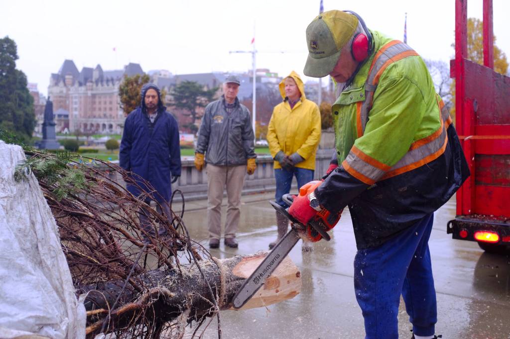 Eric Stringer trims the tree&rsquo;s trunk so it fits in the stand inside the lower rotunda. (Olivier Laurin/Victoria News)