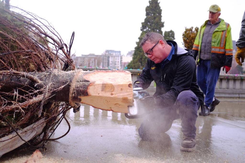 A crew member trims the tree&rsquo;s trunk so it fits in the stand inside the lower rotunda. (Olivier Laurin/Victoria News)