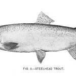 Steelhead trout, 1917, drawing by John N. Cobb. Photo credit: Freshwater and Marine Image Bank