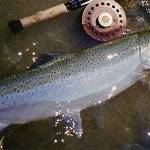 Thompson and Chilcotin Rivers steelhead trout in danger of extinction. (Christi Baron photo)