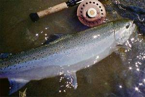 Thompson and Chilcotin Rivers steelhead trout in danger of extinction. (Christi Baron photo)