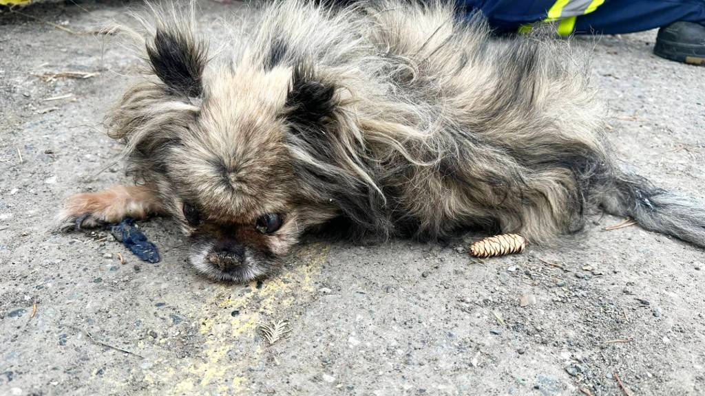 On Thursday, Nov. 27, a small elderly dog was found abandoned in a trash bag at the Lone Butte Transfer Station. (Cory Forsyth photo)