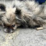 On Thursday, Nov. 27, a small elderly dog was found abandoned in a trash bag at the Lone Butte Transfer Station. (Cory Forsyth photo)