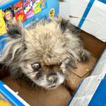 On Thursday, Nov. 27, a small elderly dog was found abandoned in a trash bag at the Lone Butte Transfer Station. (Cory Forsyth photo)