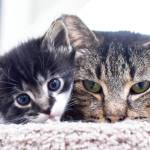 While TinyKittens rescues feral cats locally, it also strives to inspire compassion globally. (TinyKittens/Special to Langley Advance Times)