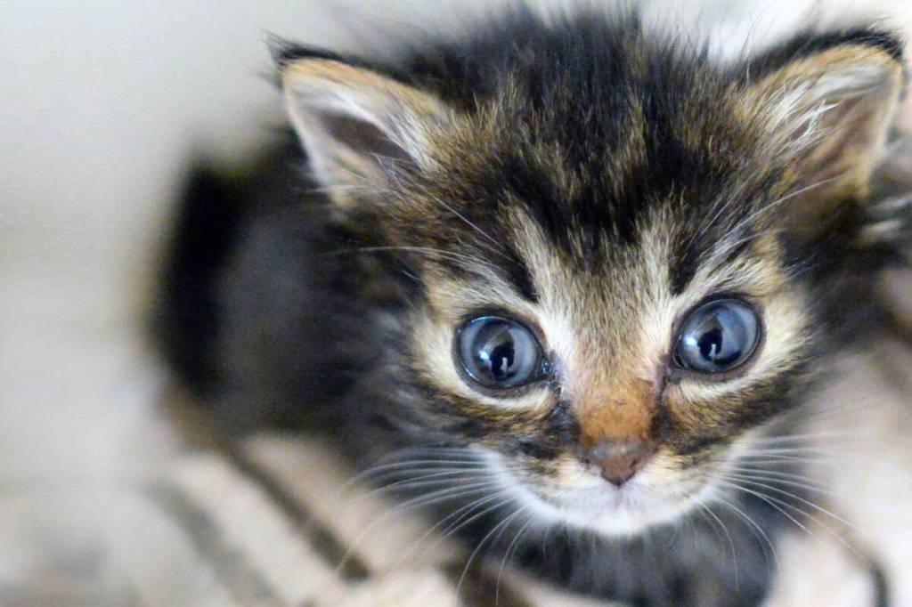 While TinyKittens rescues feral cats locally, it also strives to inspire compassion globally. (TinyKittens/Special to Langley Advance Times)