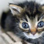 While TinyKittens rescues feral cats locally, it also strives to inspire compassion globally. (TinyKittens/Special to Langley Advance Times)