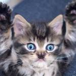 While TinyKittens rescues feral cats locally, it also strives to inspire compassion globally. (TinyKittens/Special to Langley Advance Times)