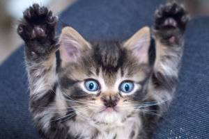 While TinyKittens rescues feral cats locally, it also strives to inspire compassion globally. (TinyKittens/Special to Langley Advance Times)