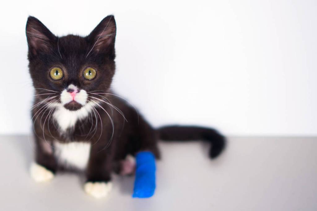 While TinyKittens rescues feral cats locally, it also strives to inspire compassion globally. (TinyKittens/Special to Langley Advance Times)