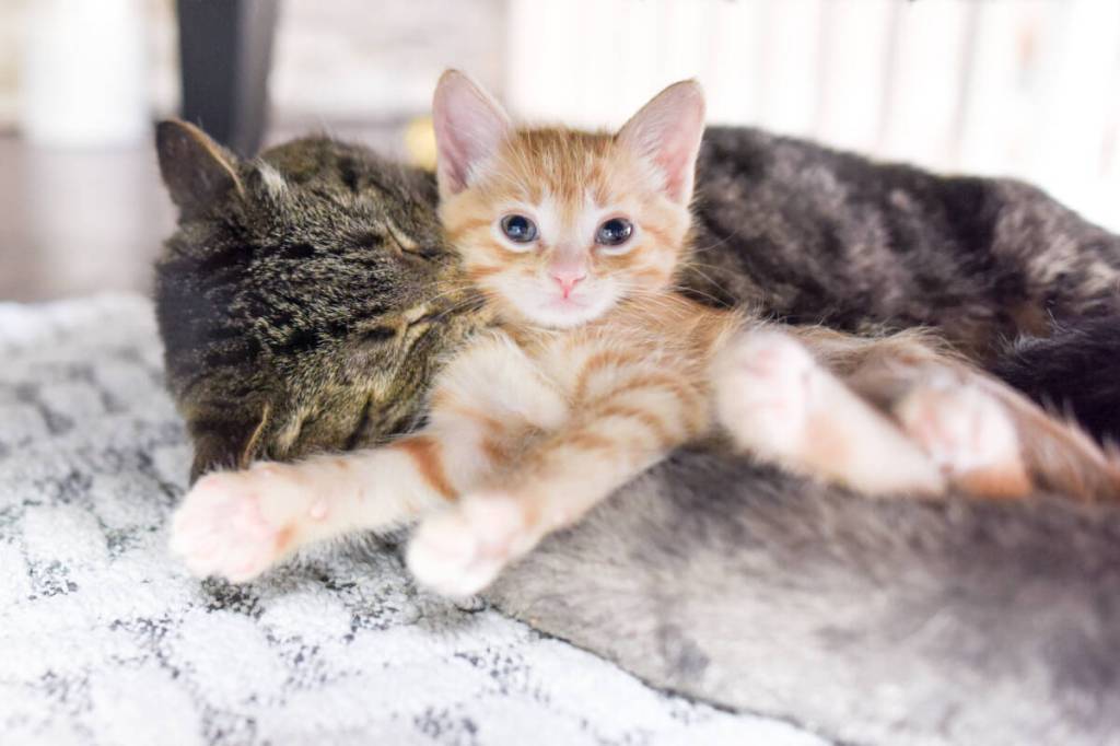 While TinyKittens rescues feral cats locally, it also strives to inspire compassion globally. (TinyKittens/Special to Langley Advance Times)
