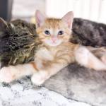 While TinyKittens rescues feral cats locally, it also strives to inspire compassion globally. (TinyKittens/Special to Langley Advance Times)