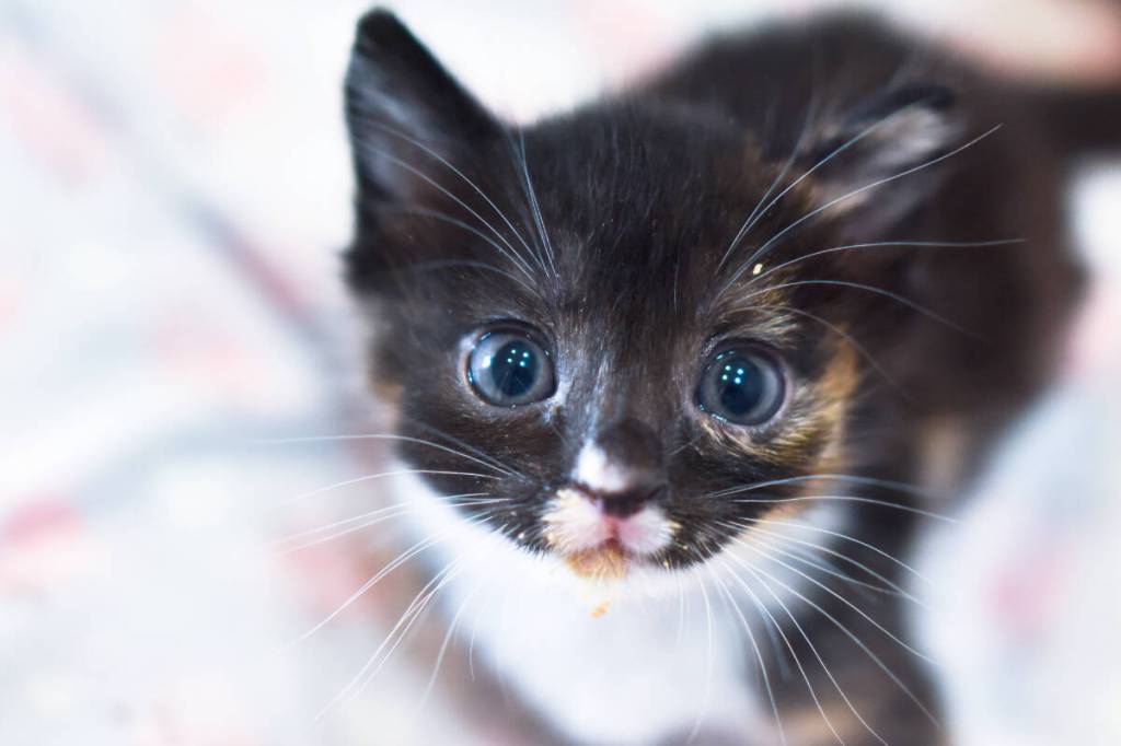 While TinyKittens rescues feral cats locally, it also strives to inspire compassion globally. (TinyKittens/Special to Langley Advance Times)