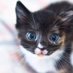 While TinyKittens rescues feral cats locally, it also strives to inspire compassion globally. (TinyKittens/Special to Langley Advance Times)