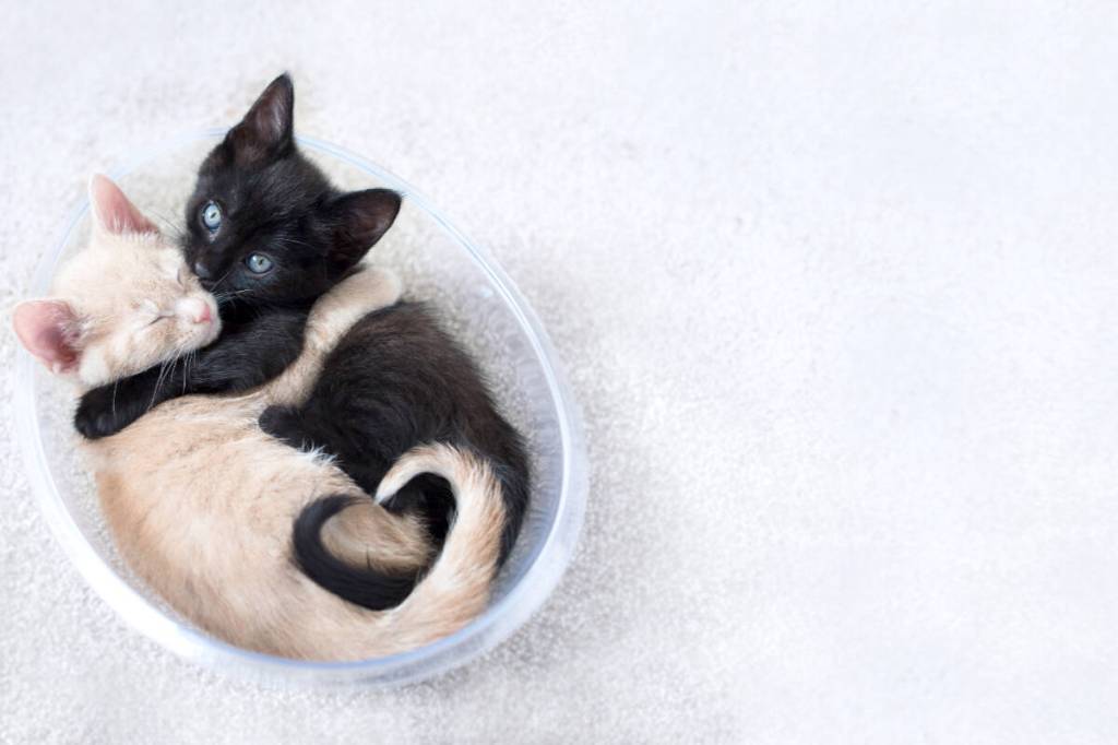While TinyKittens rescues feral cats locally, it also strives to inspire compassion globally. (TinyKittens/Special to Langley Advance Times)