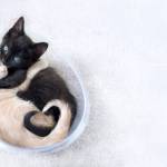 While TinyKittens rescues feral cats locally, it also strives to inspire compassion globally. (TinyKittens/Special to Langley Advance Times)