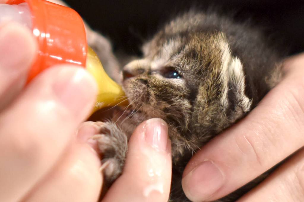 While TinyKittens rescues feral cats locally, it also strives to inspire compassion globally. (TinyKittens/Special to Langley Advance Times)