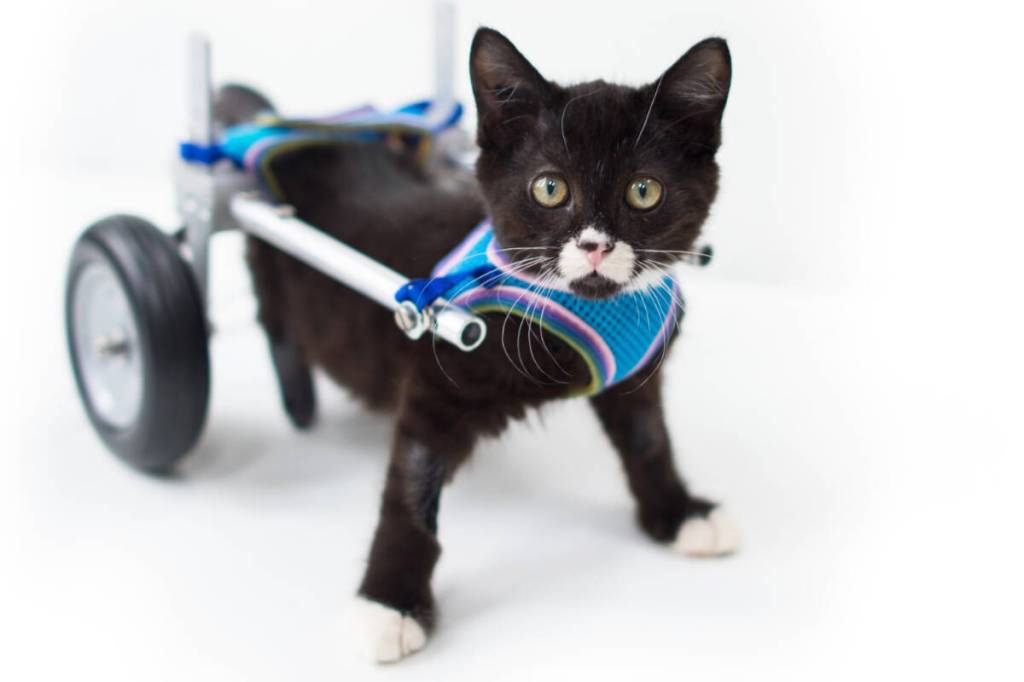 While TinyKittens rescues feral cats locally, it also strives to inspire compassion globally. (TinyKittens/Special to Langley Advance Times)