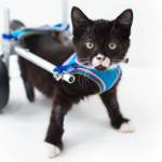 While TinyKittens rescues feral cats locally, it also strives to inspire compassion globally. (TinyKittens/Special to Langley Advance Times)