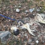 A deceased dog found near Vaseaux Lake, south of Penticton that prompted an animal cruelty investigation at the BC SPCA. (BC SPCA photo)