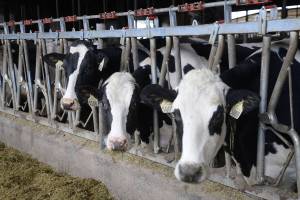 FILE shot - Fraser Valley dairy farm in 2021. This week dairy milk testers with the BCGEU say they are taking job action after issuing strike notice Nov. 21, 2025. (Black Press file)