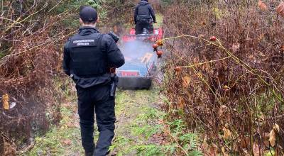 Four captured grizzly bears have been determined not to have been involved in an attack that left four seriously injured in Bella Coola on Nov. 20, 2025, the B.C. Conservation Officer Service said Friday, Nov. 28. (Conservation Officer Service photo)